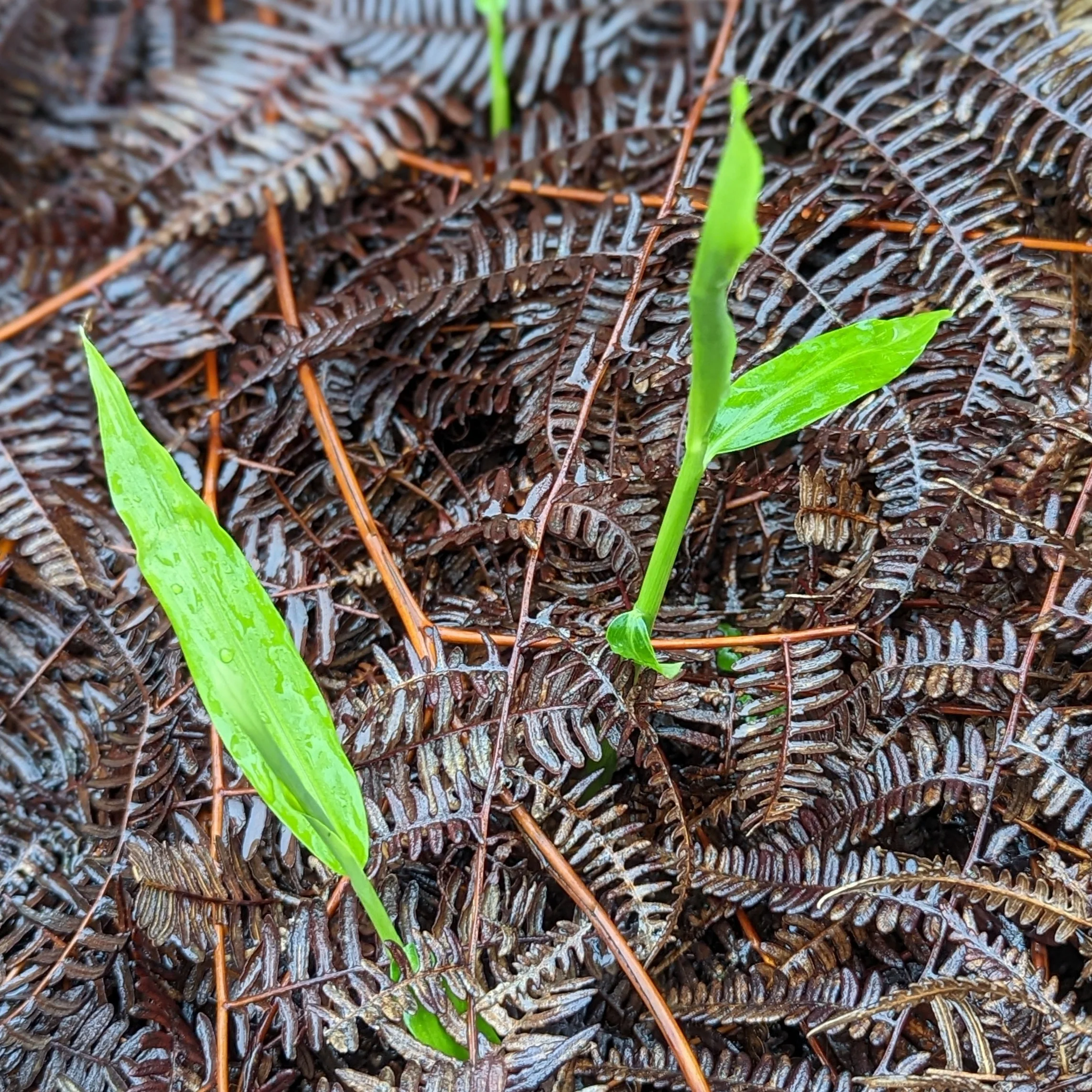 Buffalo Ginger - Image 3