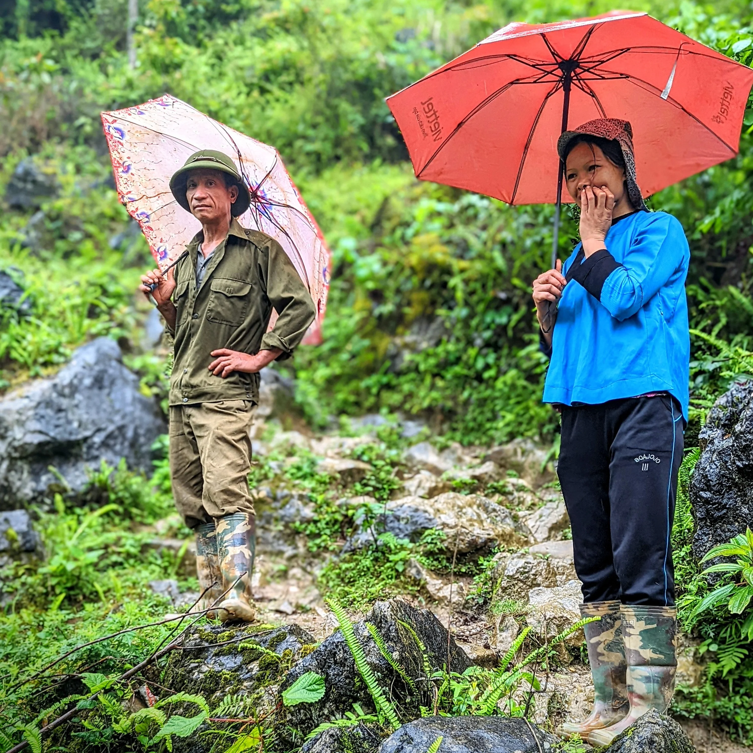 Buffalo Ginger - Image 4