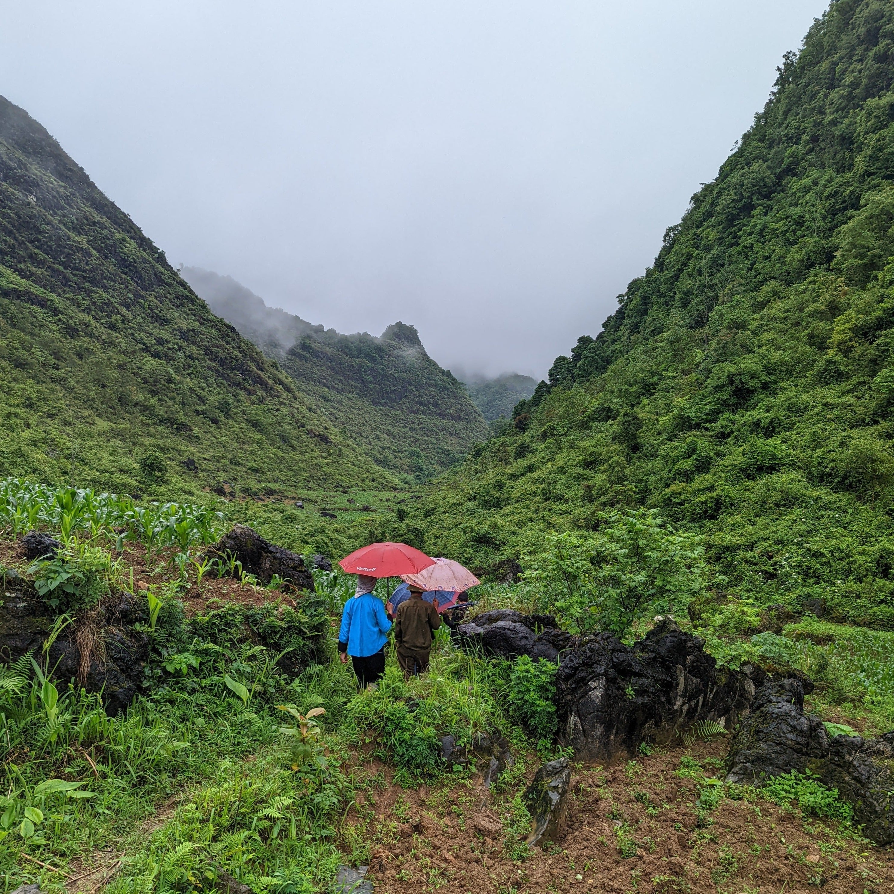 Buffalo Ginger - Image 5