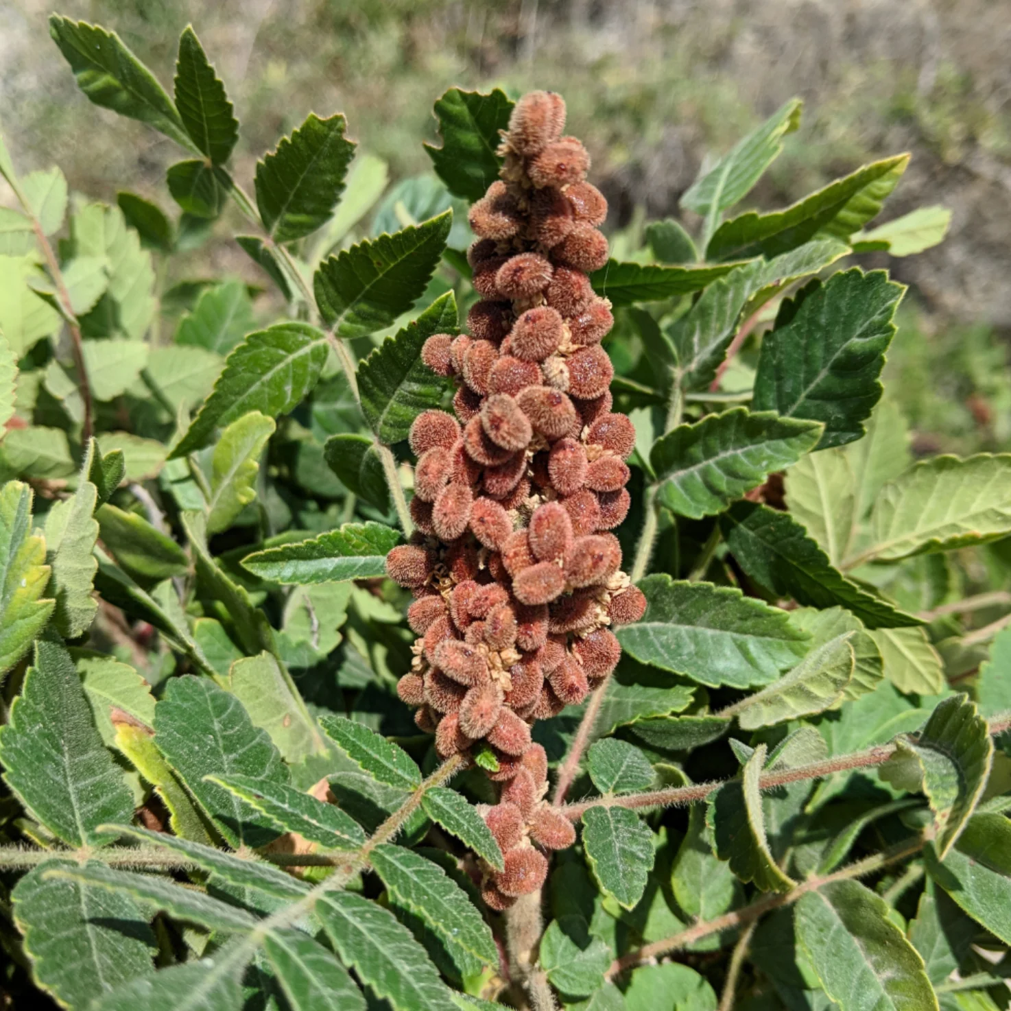 Cured Sumac - Image 4