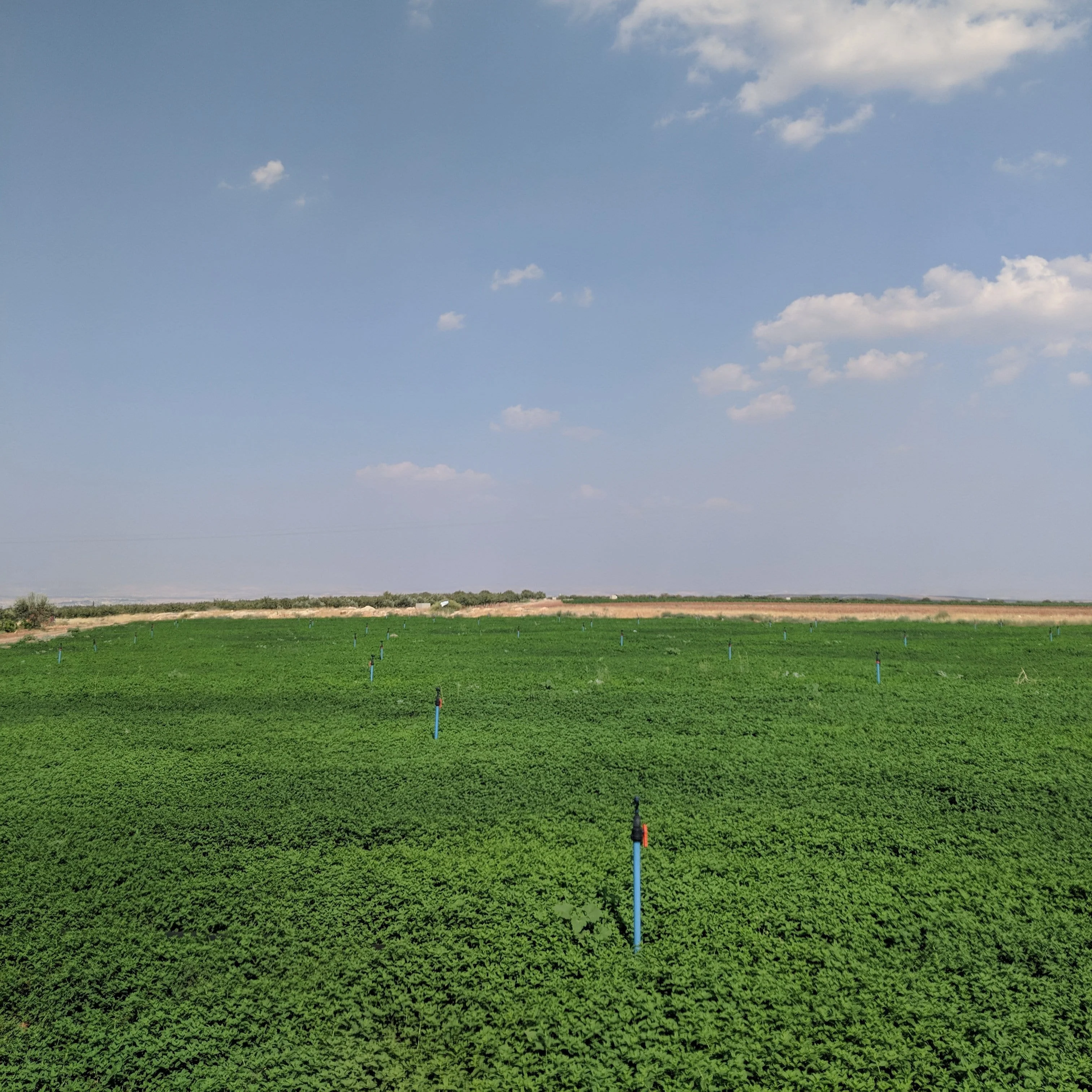 Euphrates Mint - Image 3