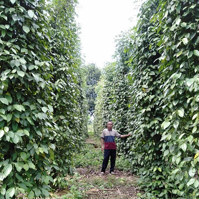 Fermented White Peppercorns - Image 3
