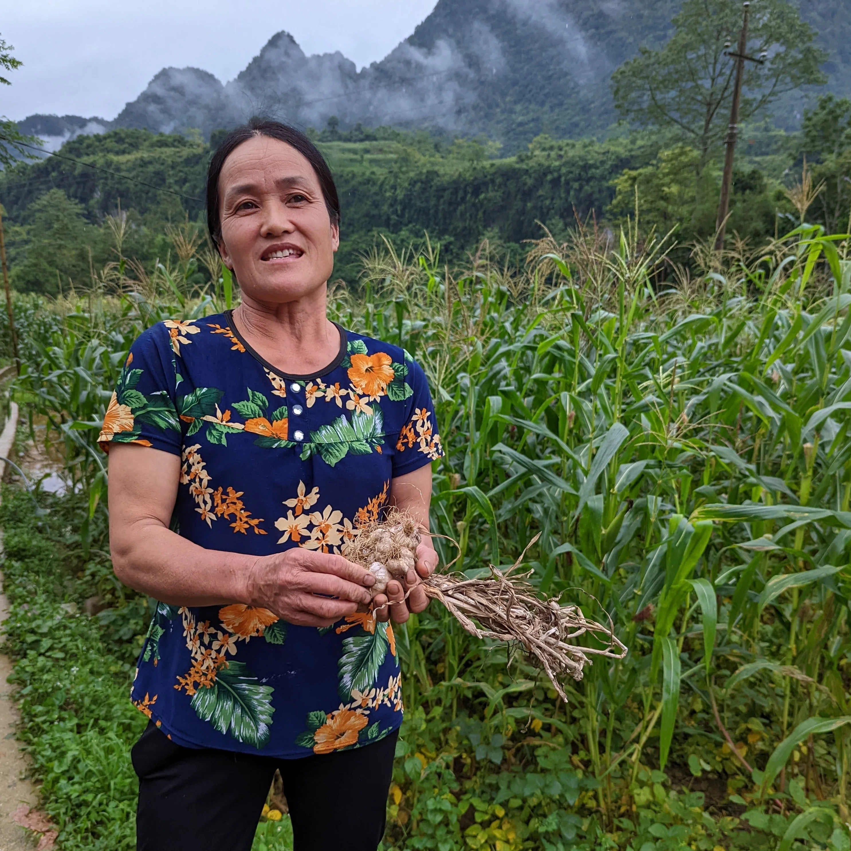 Purple Stripe Garlic Powder - Image 3