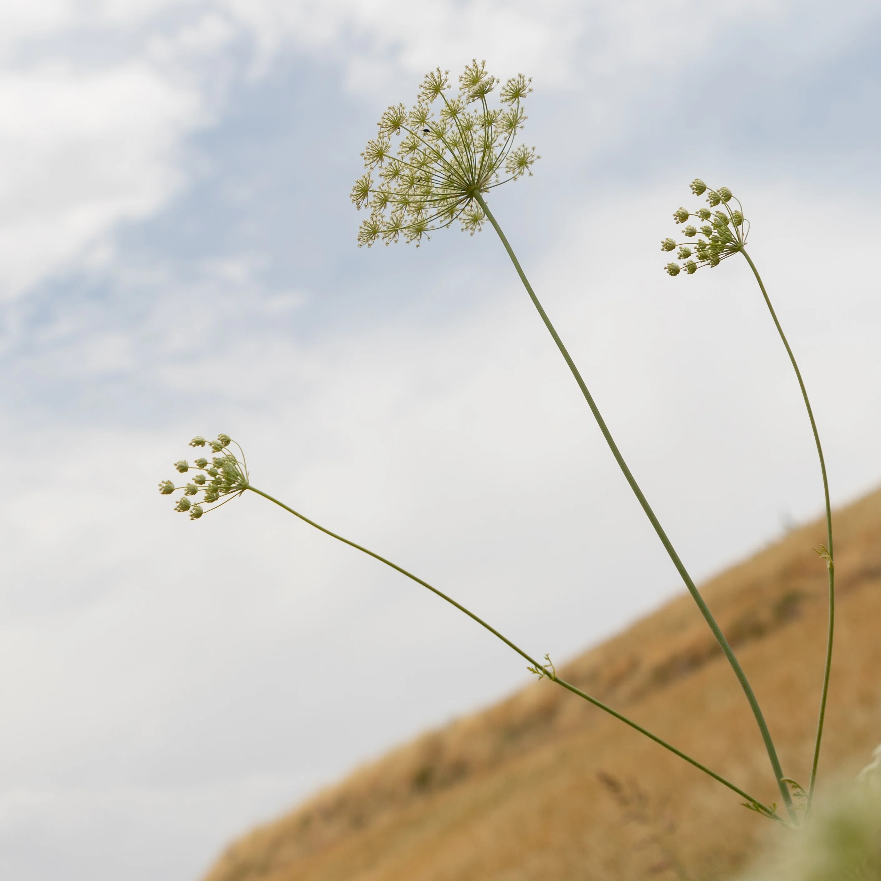 Ground Wild Mountain Cumin - Image 3