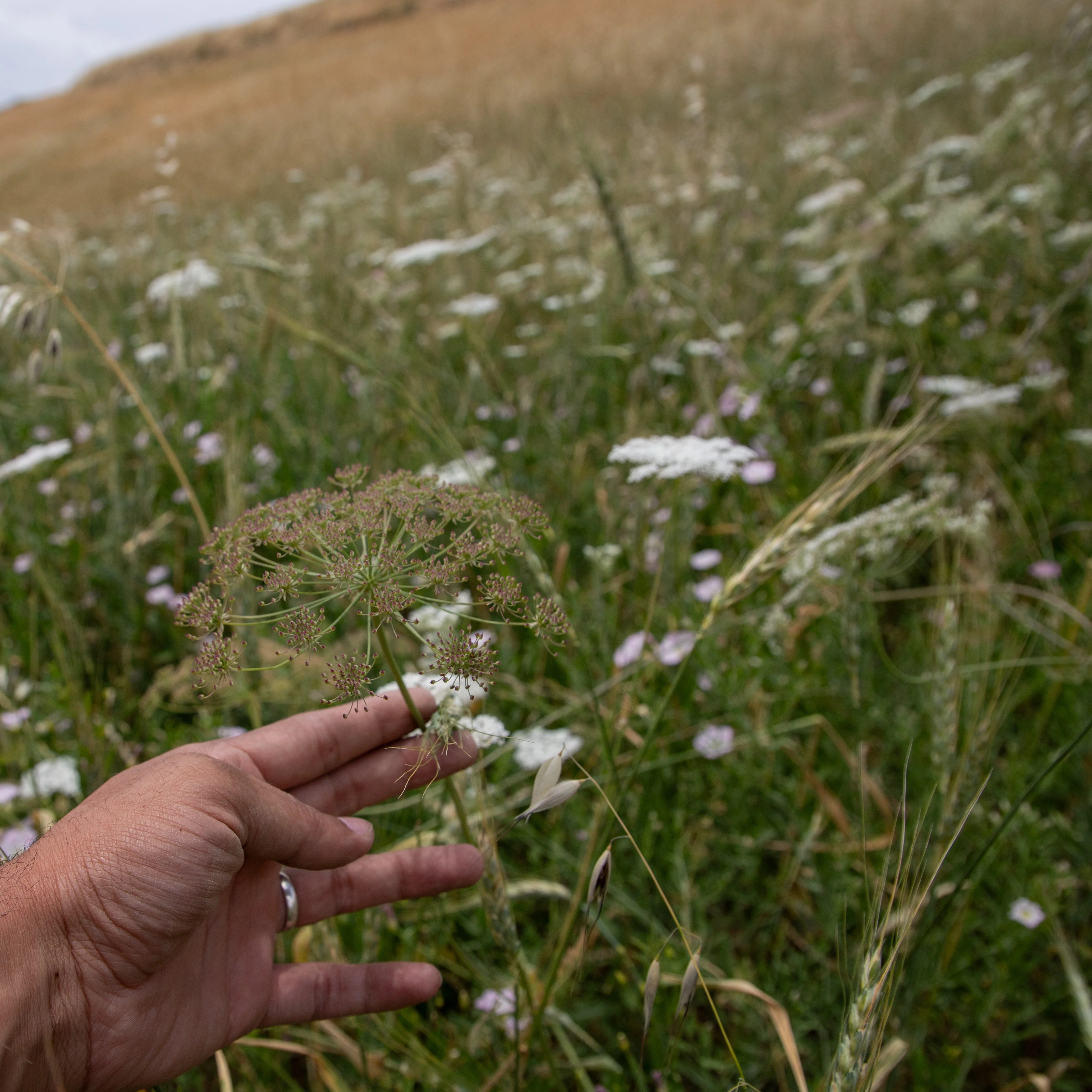 Ground Wild Mountain Cumin - Image 4
