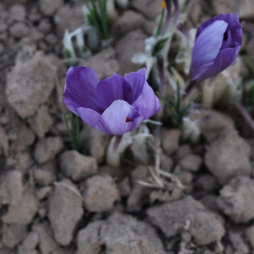 Herati Saffron - Image 3