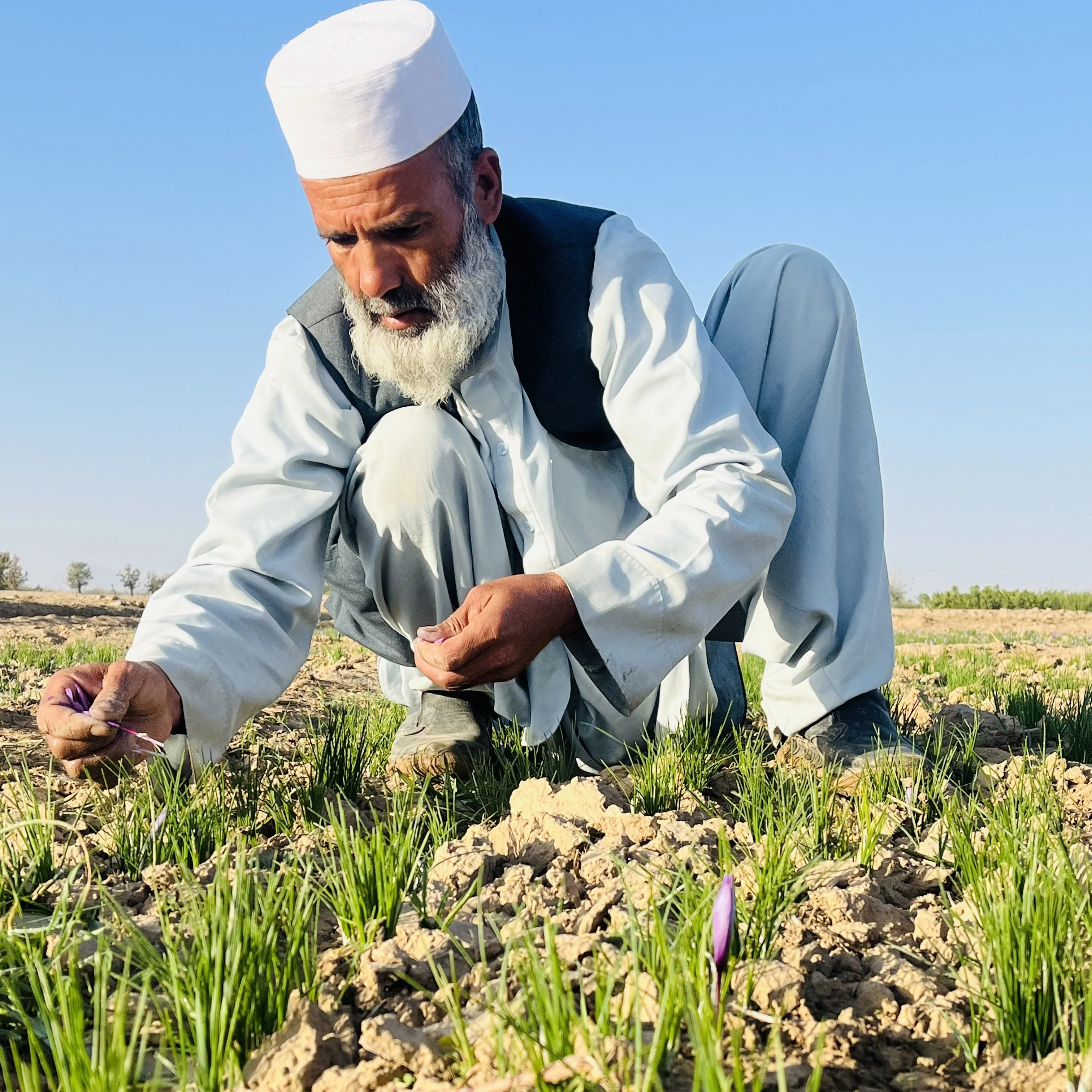 Herati Saffron - Image 5