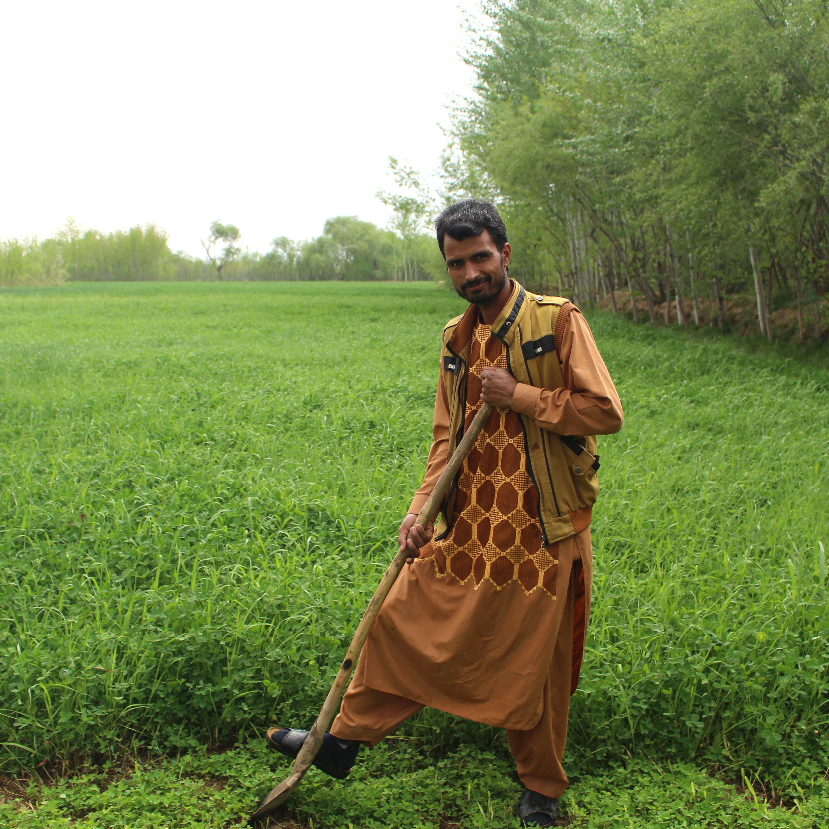 Herati Saffron - Image 6