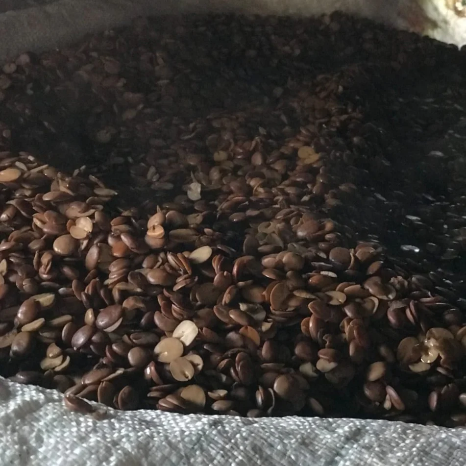 Iru (Fermented Locust Beans) - Image 4