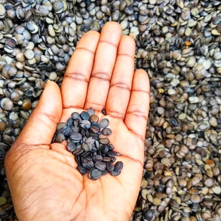 Iru (Fermented Locust Beans) - Image 5