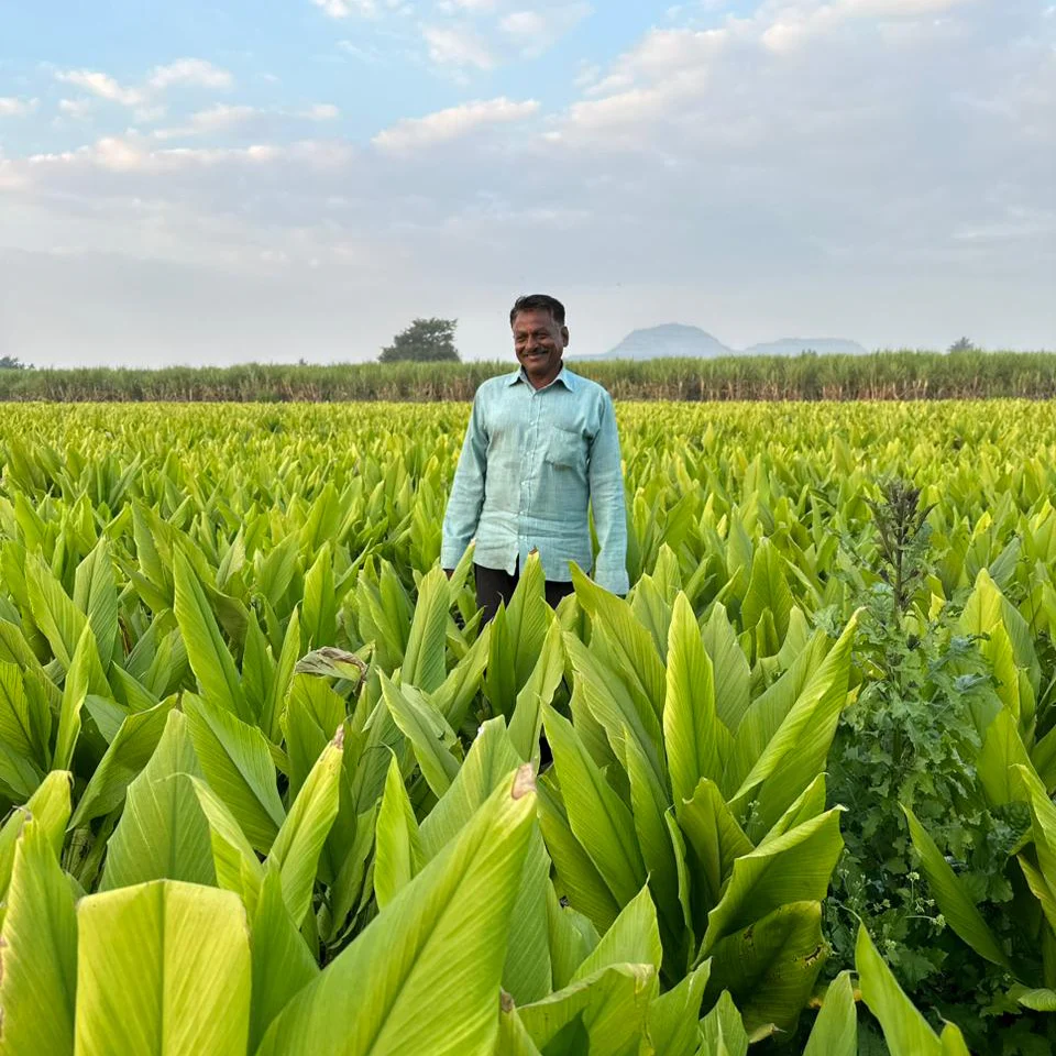 New Harvest Turmeric - Image 5