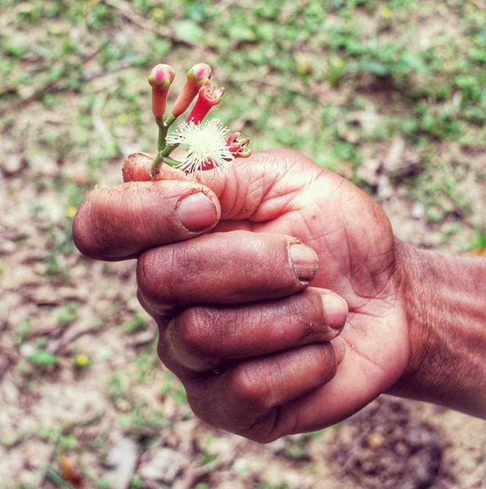 Pemba Cloves - Image 3