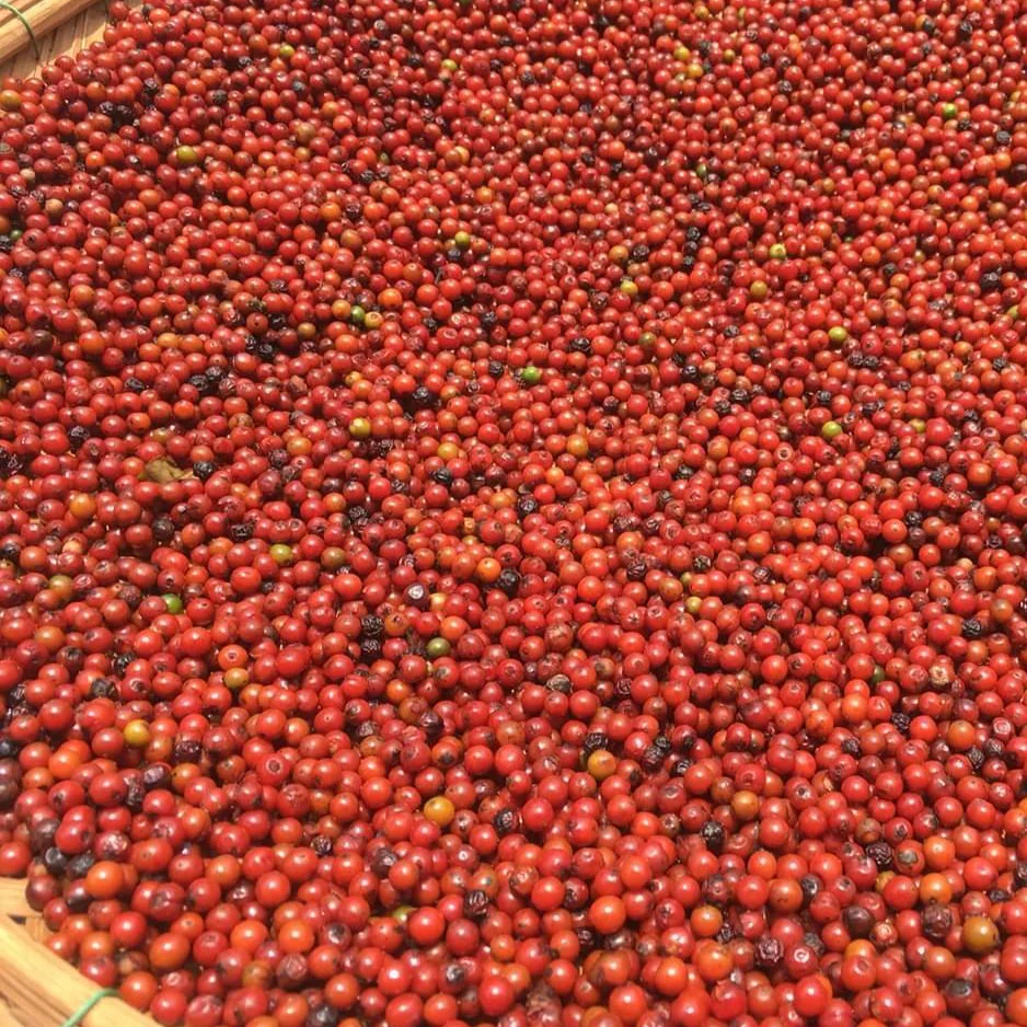 Purple Peppercorns - Image 4