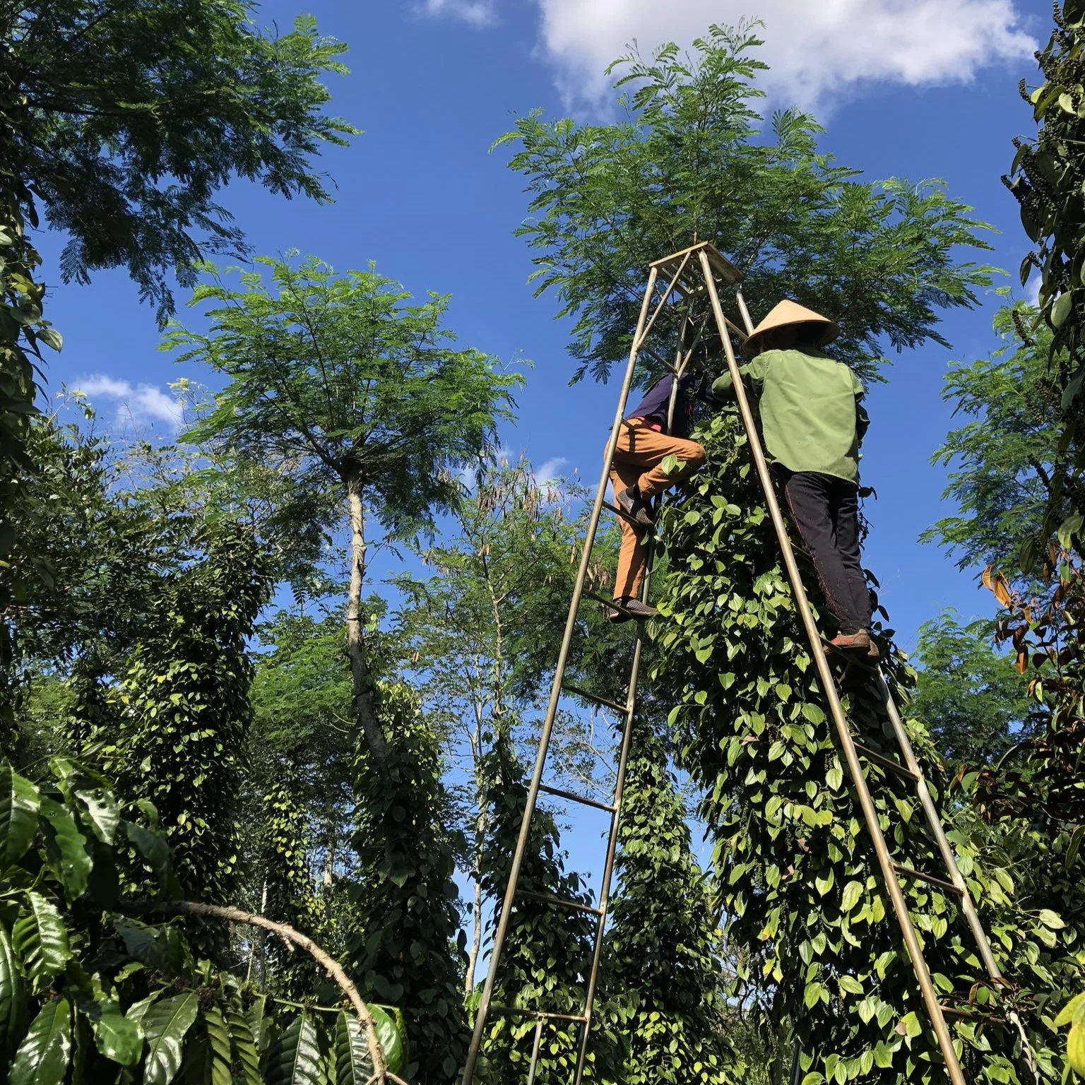 Robusta Black Peppercorns - Image 3