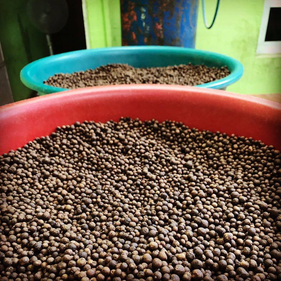 Sweet Allspice - Image 3