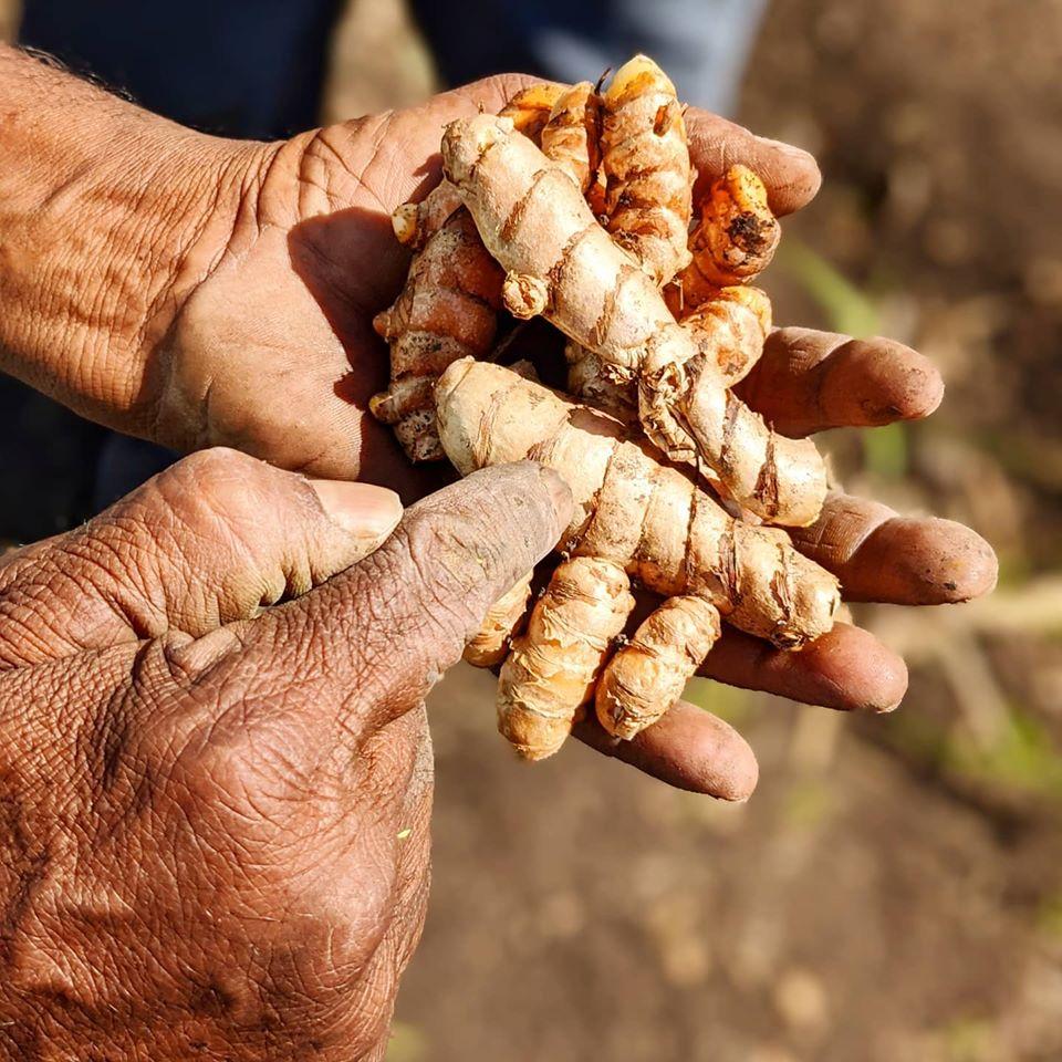 New Harvest Turmeric - Image 3